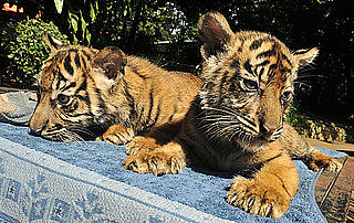 Wealthy Indonesians Can Own a Pet Tiger Duo For $100,000?! Wealthy Indonesians Can Own a Pet Tiger Duo For $100,000?!