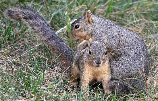 Pictures of Squirrels Playing Leapfrog Pictures of Squirrels Playing Leapfrog