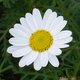 Flower-Power Flower-Power