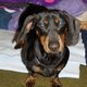doxielover doxielover
