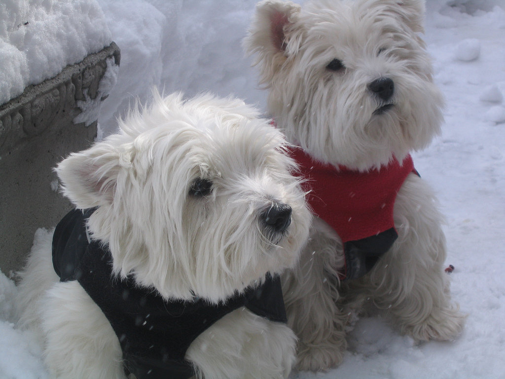 You mean we put on these silly sweaters just so we could sit out here in the cold?
Source: Flickr user ValerieZinger
You mean we put on these silly sweaters just so we could sit out here in the cold?
Source: Flickr user ValerieZinger
