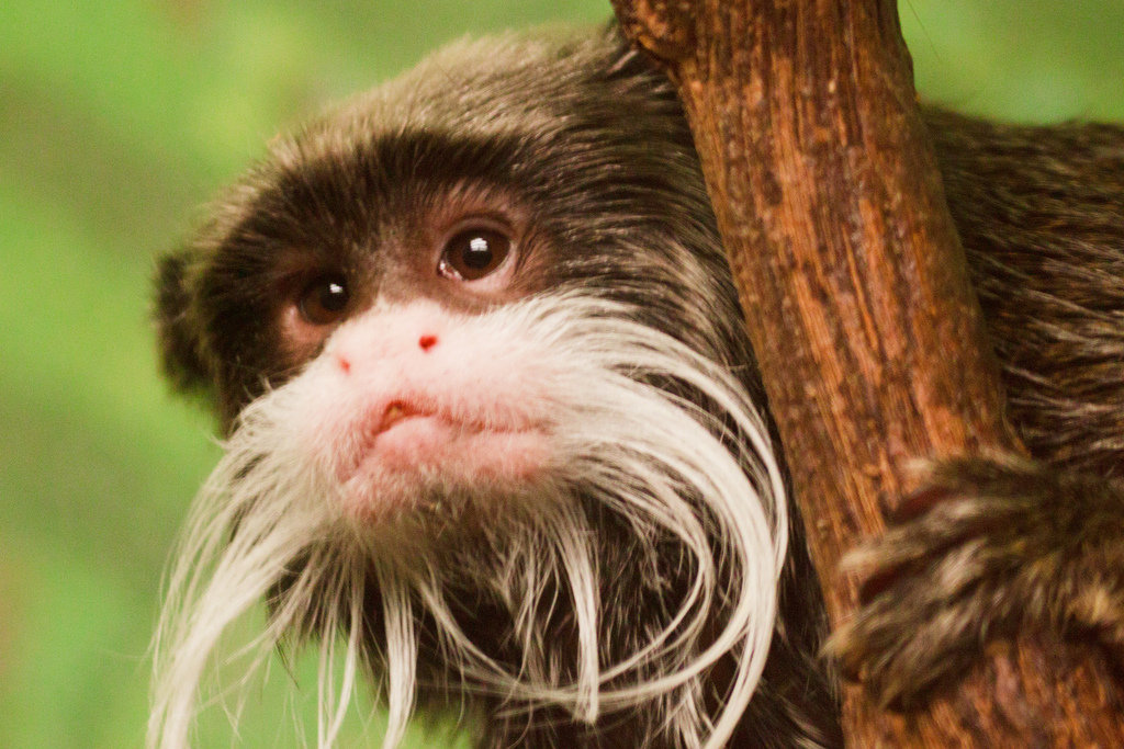 Here at the zoo, they call me The Master of Disguise.
Source: Flickr user wsilver
Here at the zoo, they call me The Master of Disguise.
Source: Flickr user wsilver