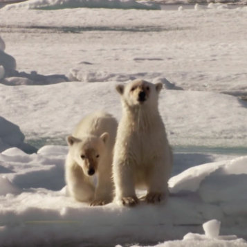 Frozen Planet on DVD and Blu-ray Frozen Planet on DVD and Blu-ray