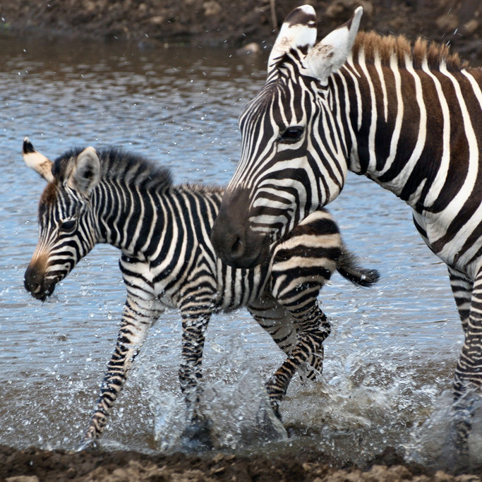Like mother, like daughter.
Source: Flickr user mammal
Like mother, like daughter.
Source: Flickr user mammal