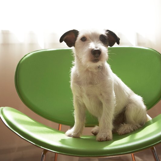 Pictures of Common Ear Shapes For Dogs Pictures of Common Ear Shapes For Dogs