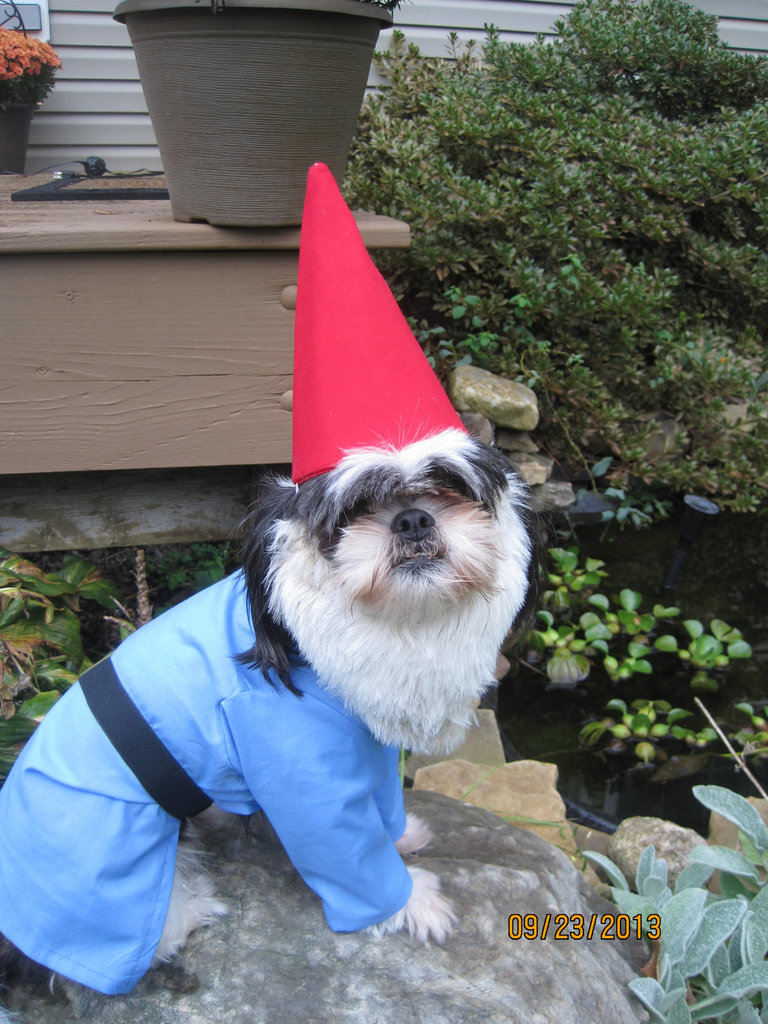 The Traveling Gnome The Traveling Gnome