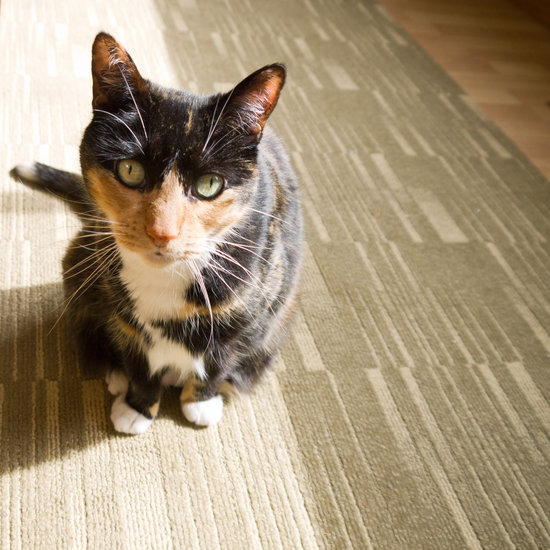 Happy Cat: The Great Catnip Challenge Happy Cat: The Great Catnip Challenge