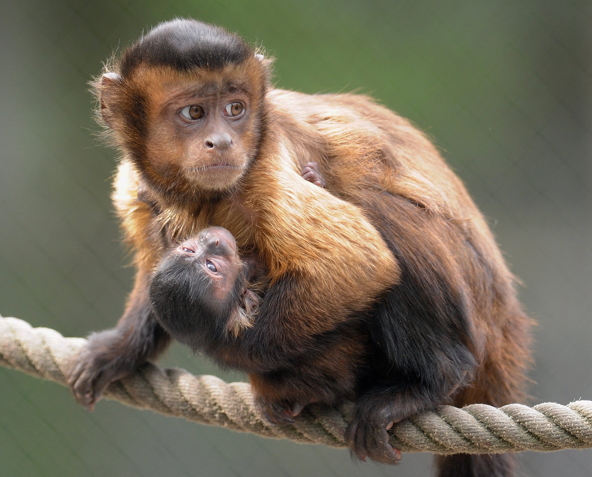 Capuchin Monkeys Got Their Name From The Friars Of The Order Friars