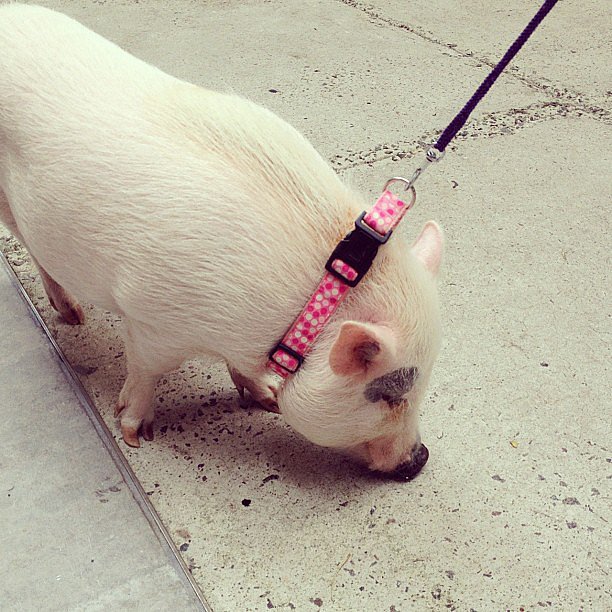 Pigs on Leashes POPSUGAR Pets