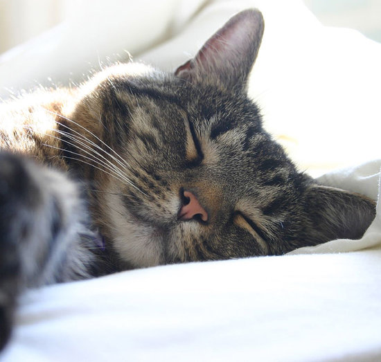It's World Cat Day! Cuddle Up With These Sleepy Kitties It's World Cat Day! Cuddle Up With These Sleepy Kitties