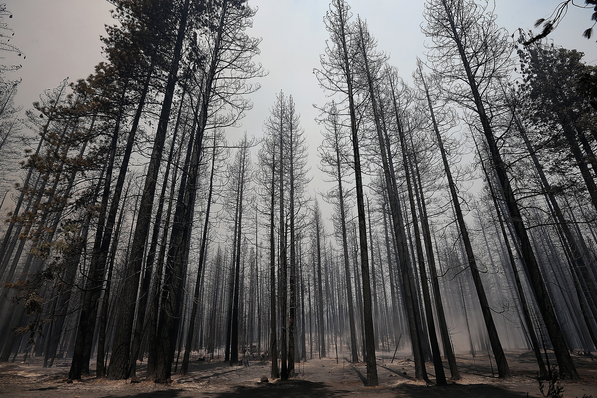 Burnt trees stood in the smoky aftermath of the Rim Fire. A Hunter's
