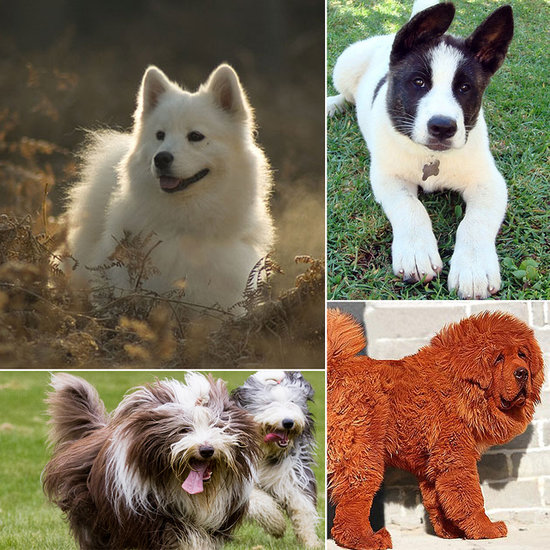The 10 Most Expensive Dog Breeds The 10 Most Expensive Dog Breeds