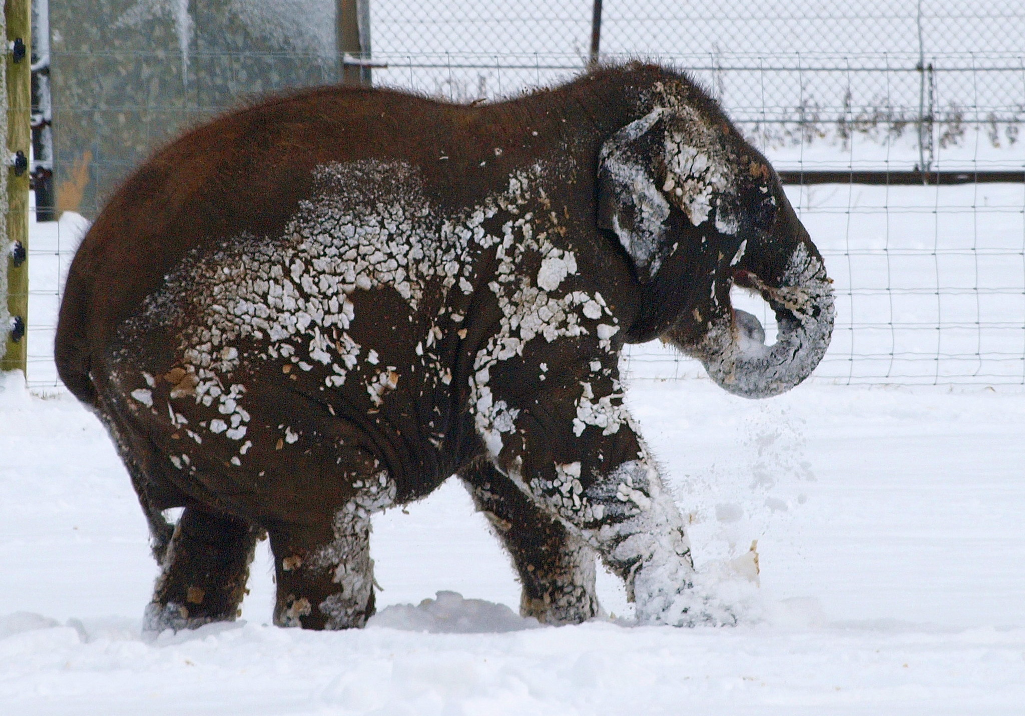A baby elephant at ZSL Whipsnade Zoo in the UK got covered in snow