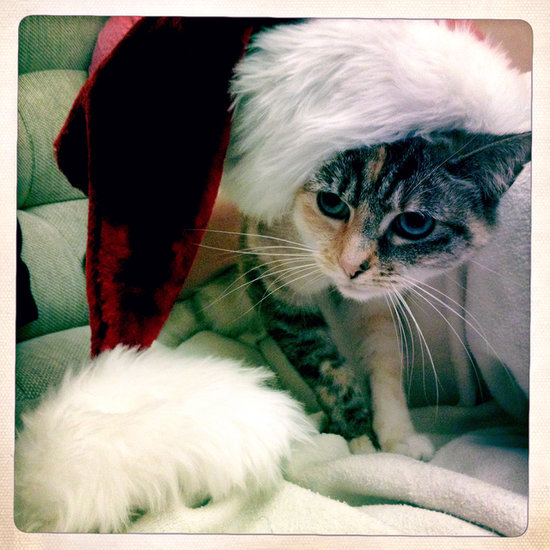 Holiday Pet Pictures Holiday Pet Pictures