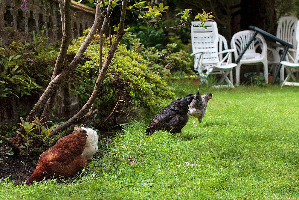 Free-Range Parenting (or Slow Parenting) Free-Range Parenting (or Slow Parenting)