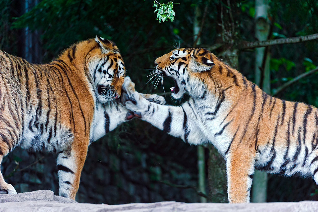 Tiger Parenting (or Chinese Parenting) Tiger Parenting (or Chinese Parenting)
