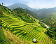 Paddy Fields, Vietnam