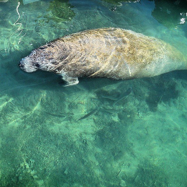 Snorkel With Manatees in Crystal River, Florida | 83 Travel Experiences