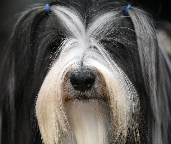 Doggy Styles: 15 Artfully Groomed Pup 'Dos Doggy Styles: 15 Artfully Groomed Pup 'Dos