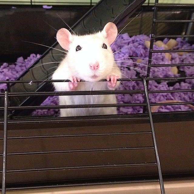 Agreeing to Babysit the Class Pet Agreeing to Babysit the Class Pet