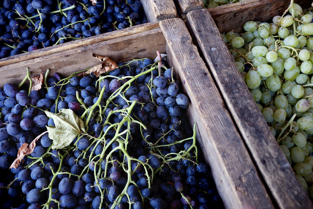 Grapes Grapes