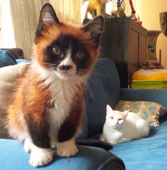 This Cat/Fox/Panda Hybrid 25 Glorious Cats That Make the a