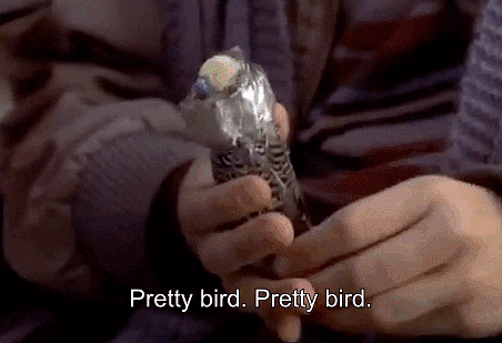 When-Petting-Your-Bird.gif