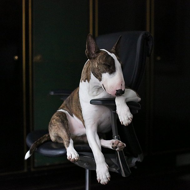Fashion, Shopping & Style The Most Fashionable Dogs on Instagram POPSUGAR Fashion