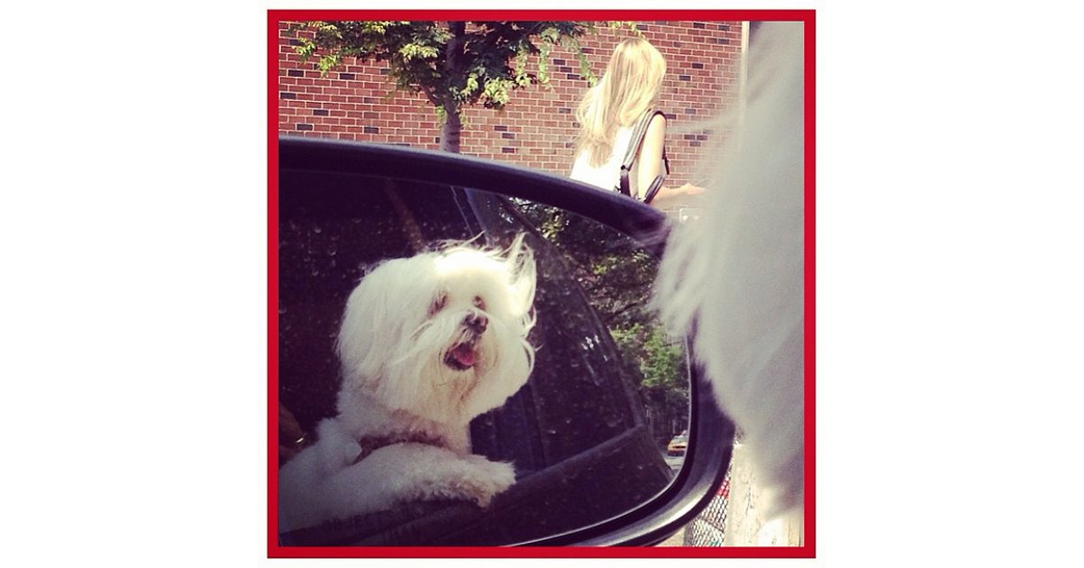 Fashion, Shopping & Style The Most Fashionable Dogs on Instagram POPSUGAR Fashion