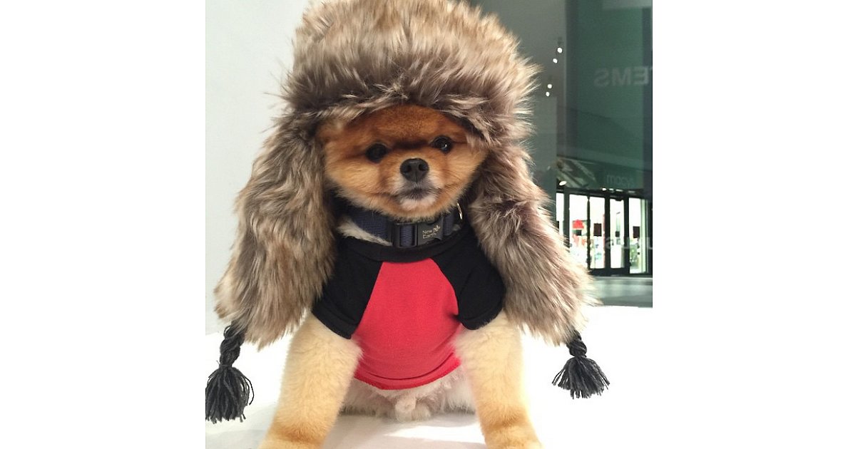 Fashion, Shopping & Style The Most Fashionable Dogs on Instagram POPSUGAR Fashion