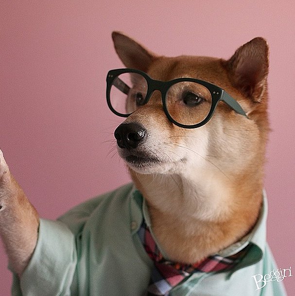 Menswear Dog Menswear Dog