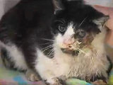 Zombie Cat: Feline Pronounced Dead Found Alive Five Days After Being Buried Zombie Cat: Feline Pronounced Dead Found Alive Five Days After Being Buried