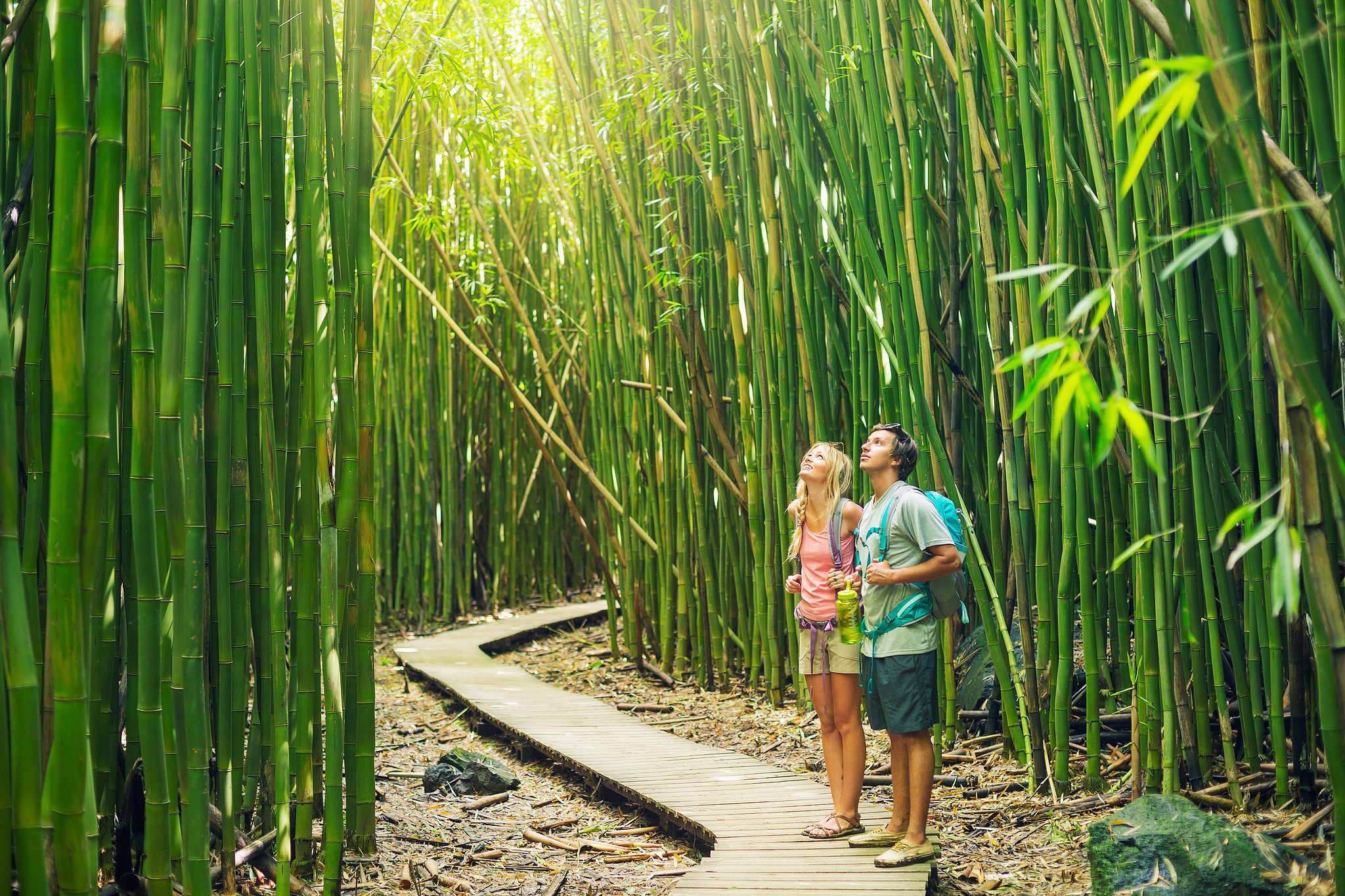 Bamboo Forest You Must Visit These 12 Hidden Gems of Hawaii