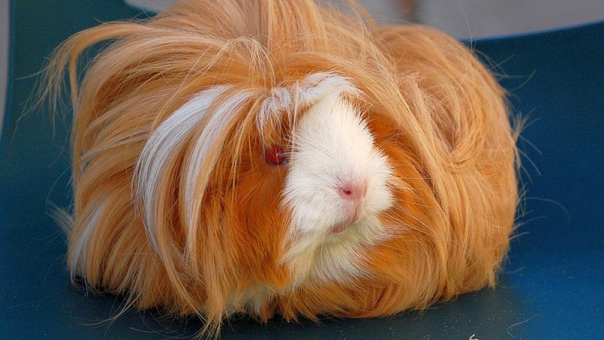 A Hairy Guinea Pig | 9 Things That Look Distinctly Like Guccis Hairy 