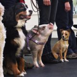 Stop What You're Doing and Watch This Pig Compete in a Dog Show