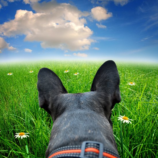 Puppy GIFs POPSUGAR Pets