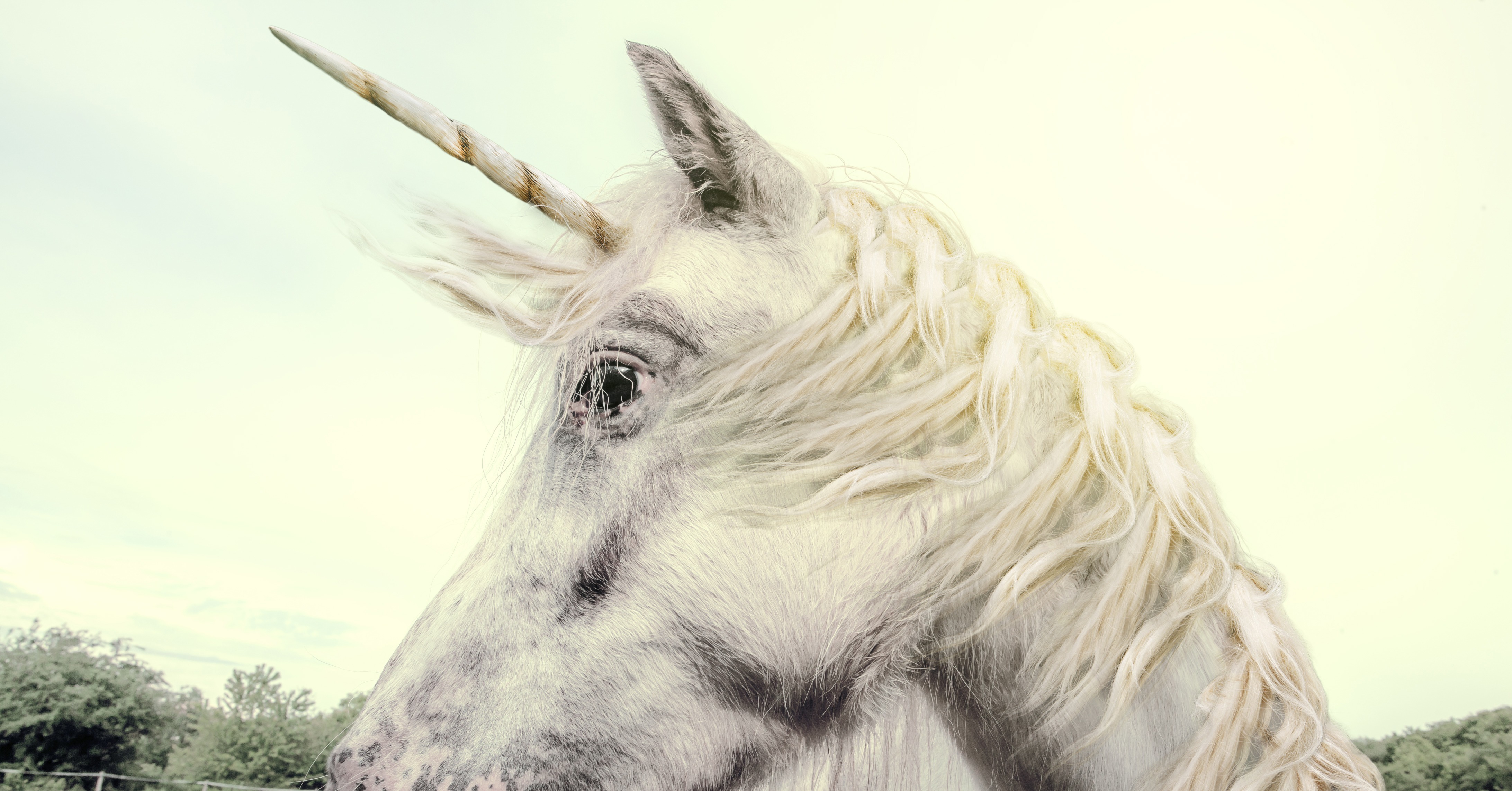 Scotland's Official Animal Is the Unicorn 12 CrazyTrue Facts That