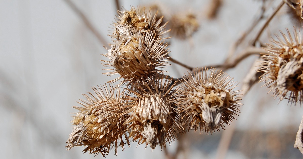 How-To: Remove Pesky Burrs From Your Pup's Fur