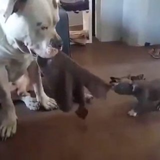 Dogs Play Tug of War