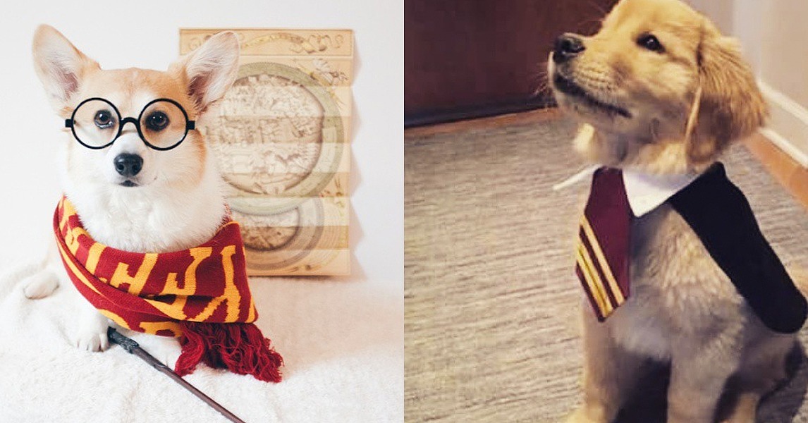 Harry Potter Costumes For Dogs POPSUGAR Celebrity