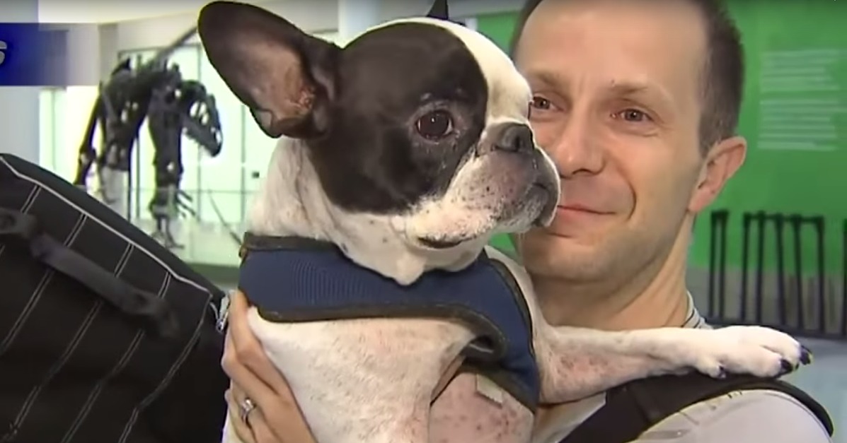 Air canada dog on plane Clearance