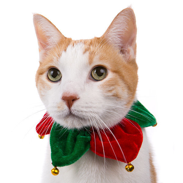 Pets Must Haves December 2015 POPSUGAR Pets