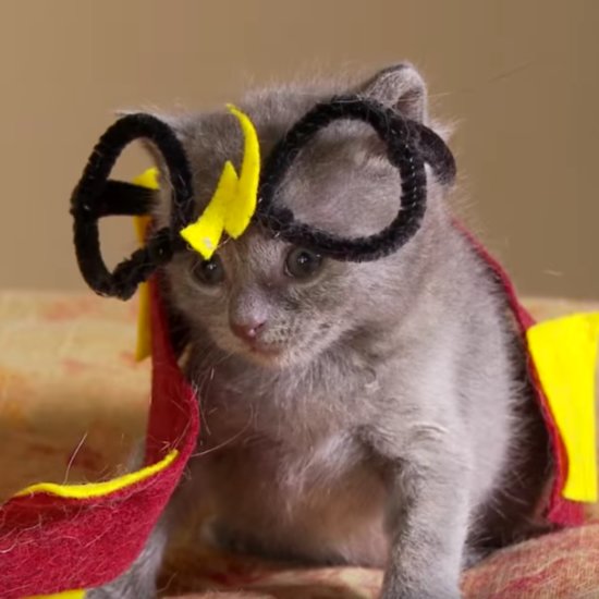 Kittens Reenact Harry Potter