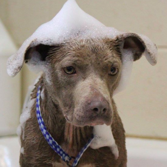 Vet Eating in Rescue Dog's Cage