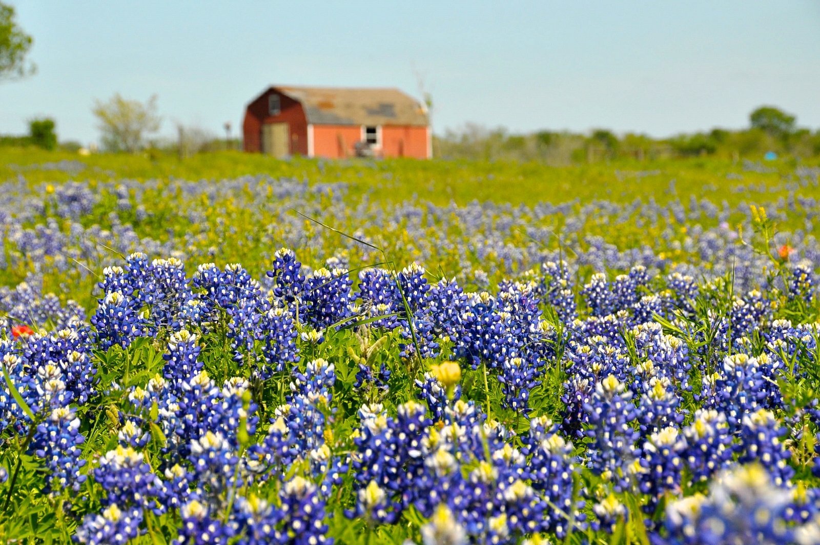 brenham-tx-10-places-to-see-the-most-stunning-flowers-in-the-us