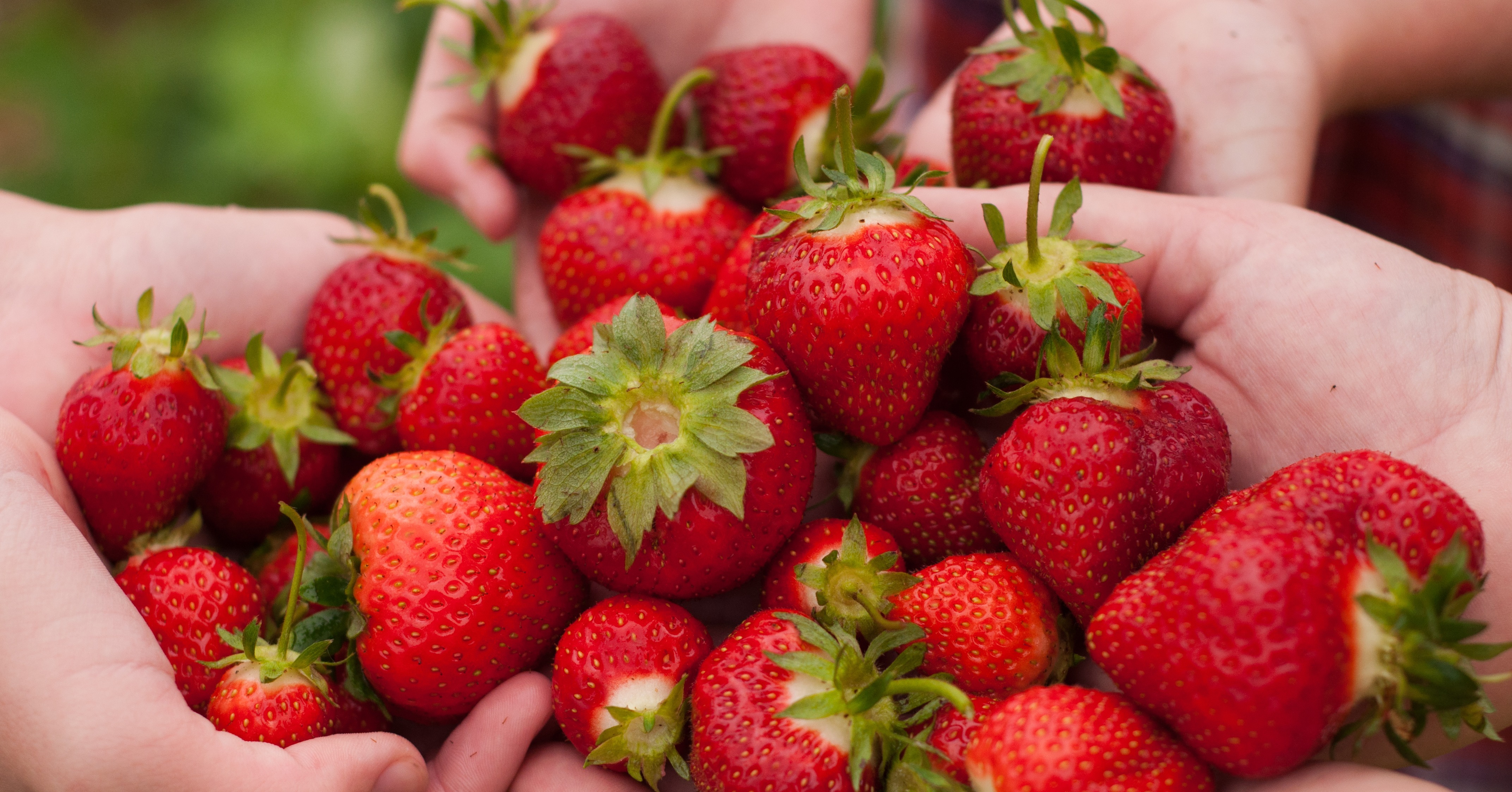 Pick fruit. 18 Fun Things You Need to Do This Summer POPSUGAR Smart