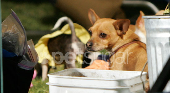 Behind-the-Scenes of Beverly Hills Chihuahua 2 Behind-the-Scenes of Beverly Hills Chihuahua 2