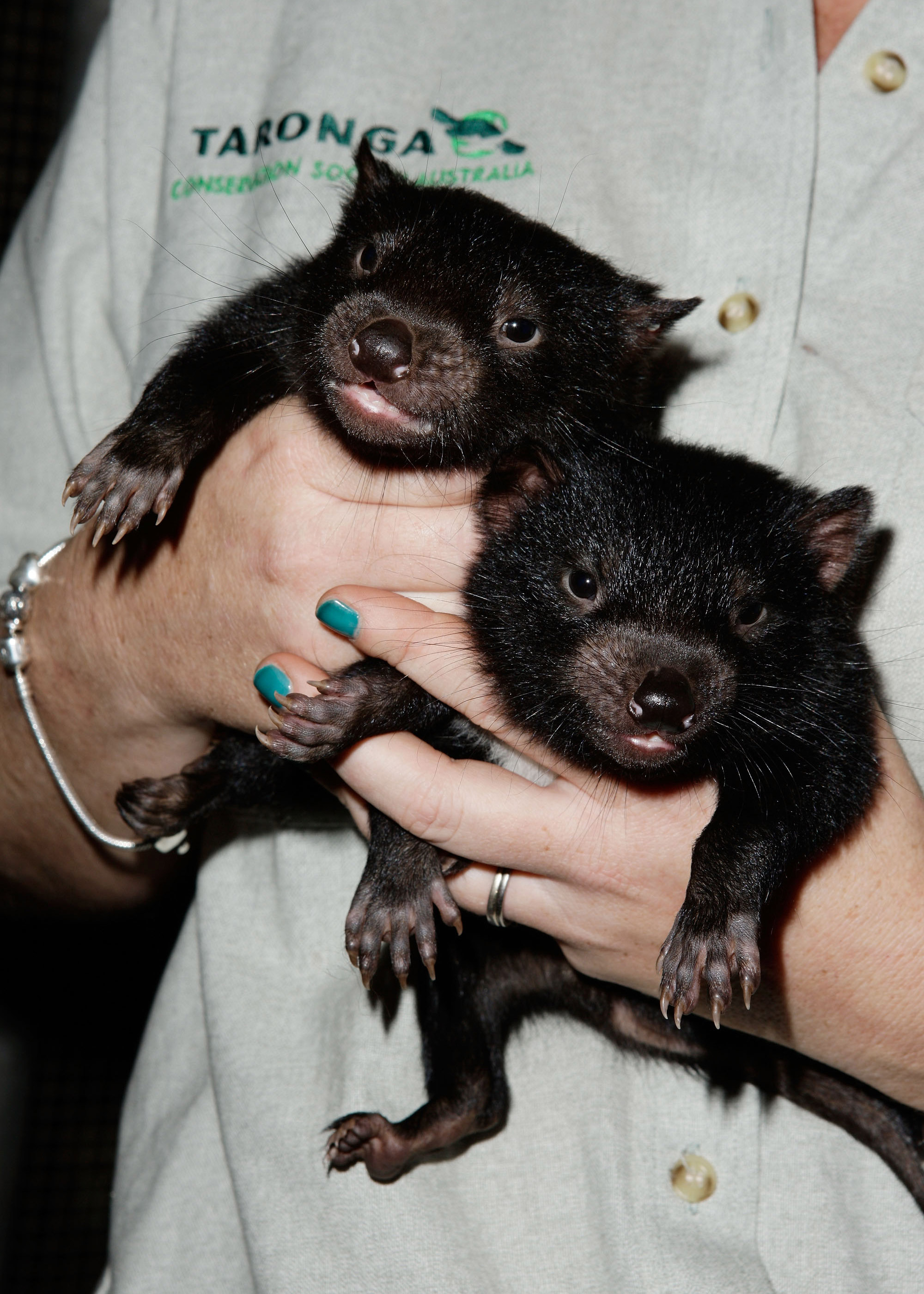 Four Cute Tasmanian Devil Babies Born at the Taronga Zoo! | POPSUGAR Pets