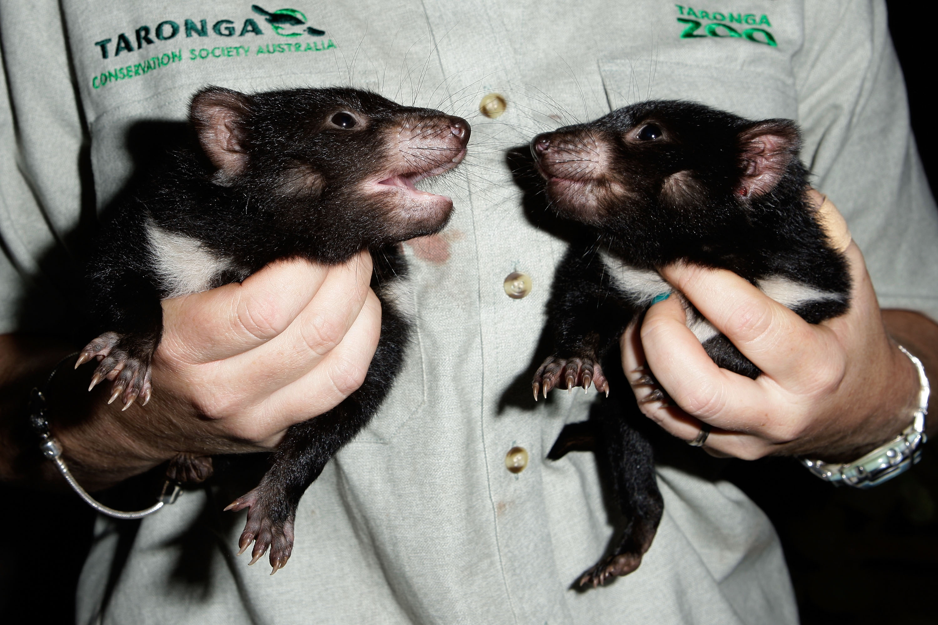 Four Cute Tasmanian Devil Babies Born at the Taronga Zoo! | POPSUGAR Pets