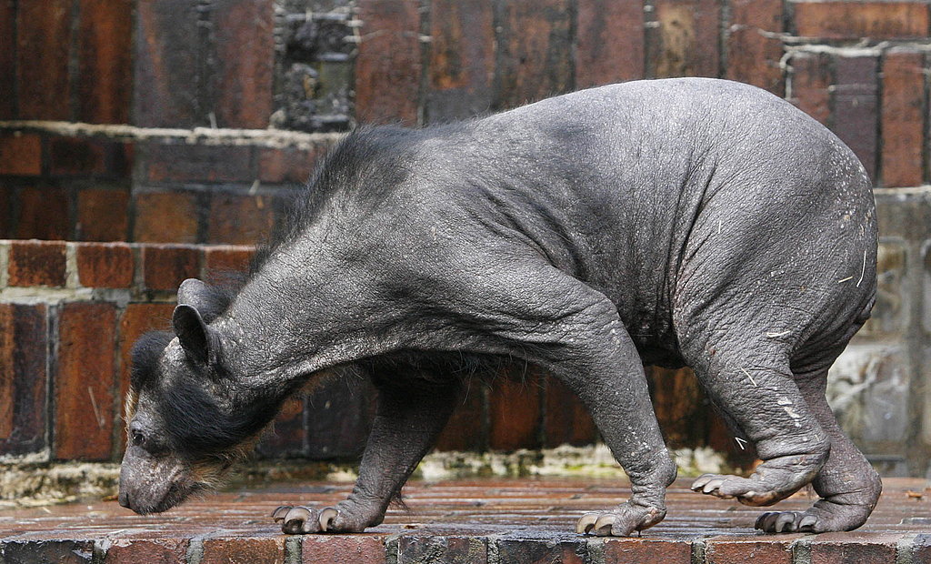 hairless bear hairless bear